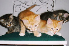 Bunch of Kittens on a chair